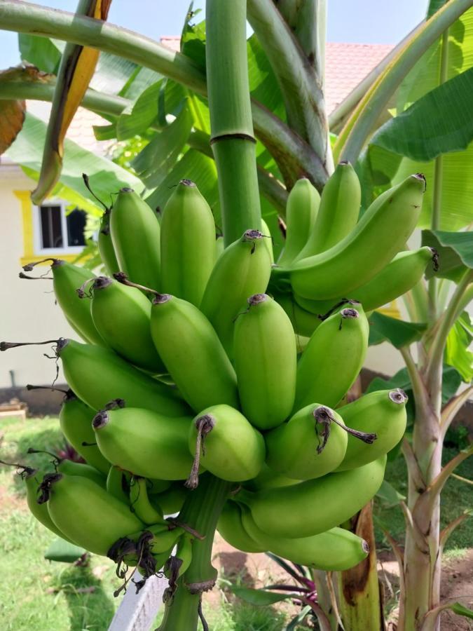 L&J Modern Backpackers Kigamboni Beach House Bed and Breakfast Dar es Salaam Buitenkant foto
